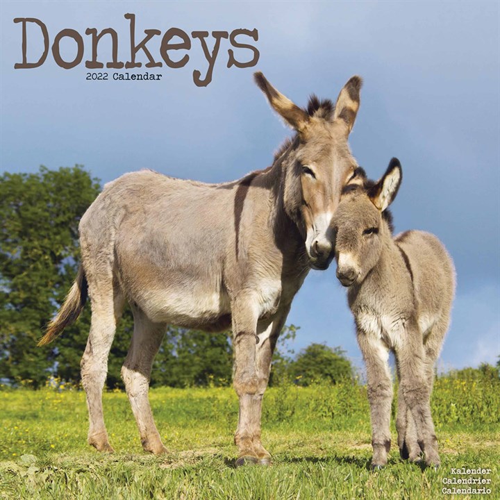 Donkeys Calendar 2022