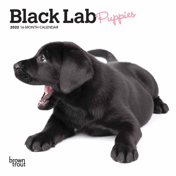 Black Lab Puppies Mini Calendar 2022