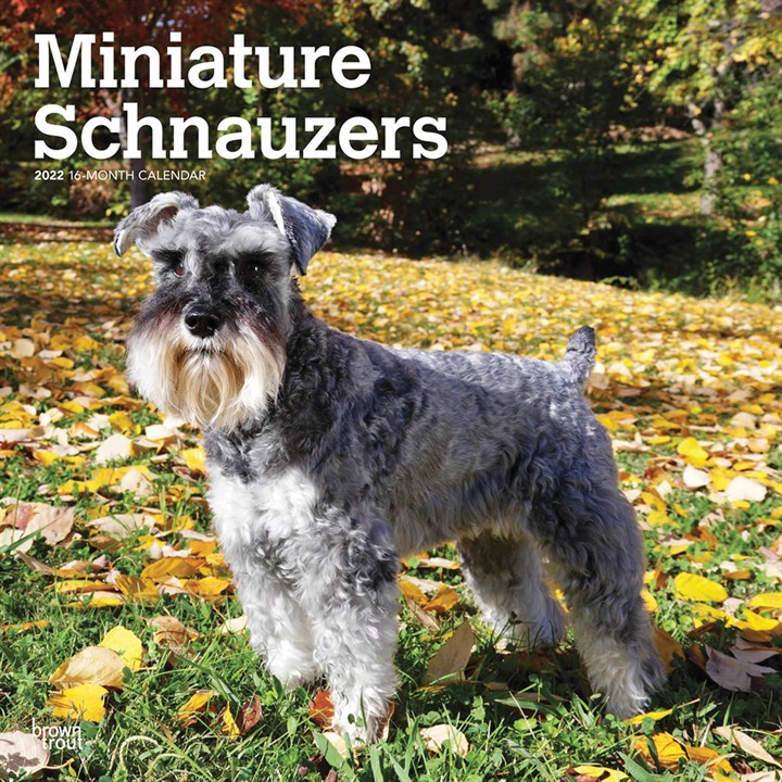 Miniature Schnauzers Calendar 2022