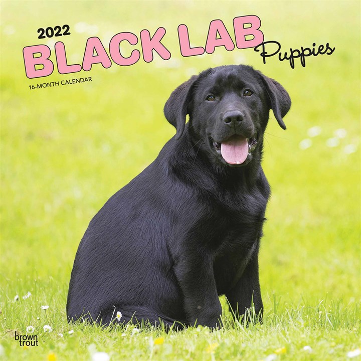 Black Lab Puppies Black Calendar 2022