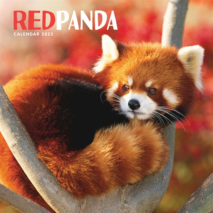 Red Pandas Calendar 2022