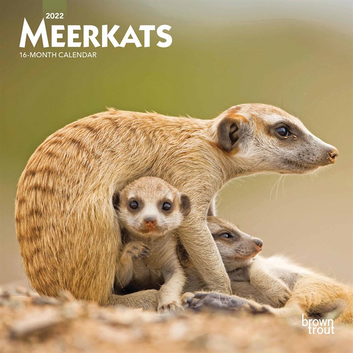 Meerkats Mini Calendar 2022