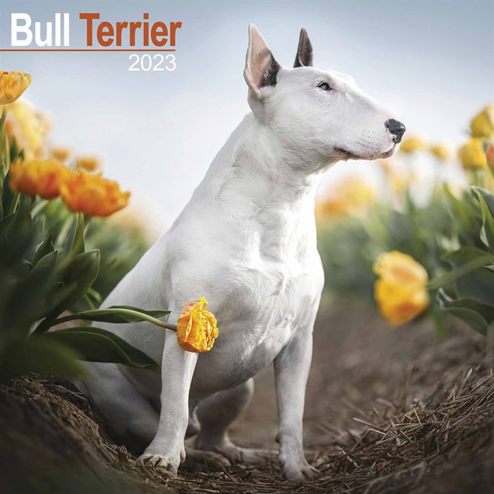 Bull Terrier Calendar 2023