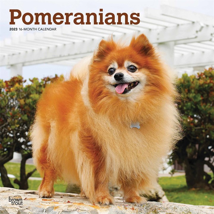 Pomeranians Calendar 2023
