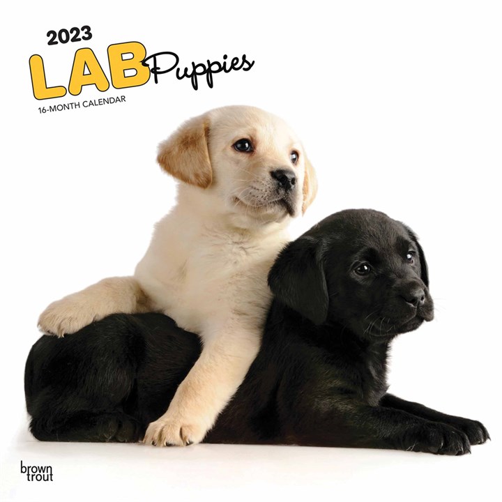 Just Lab Puppies Calendar 2023