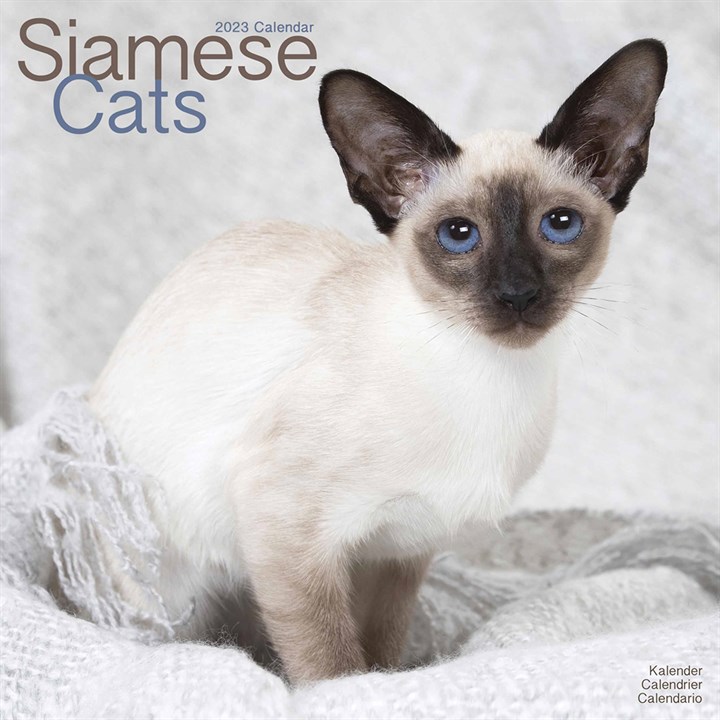 Siamese Cats Calendar 2023