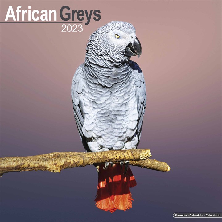 African Greys 2023 Calendars
