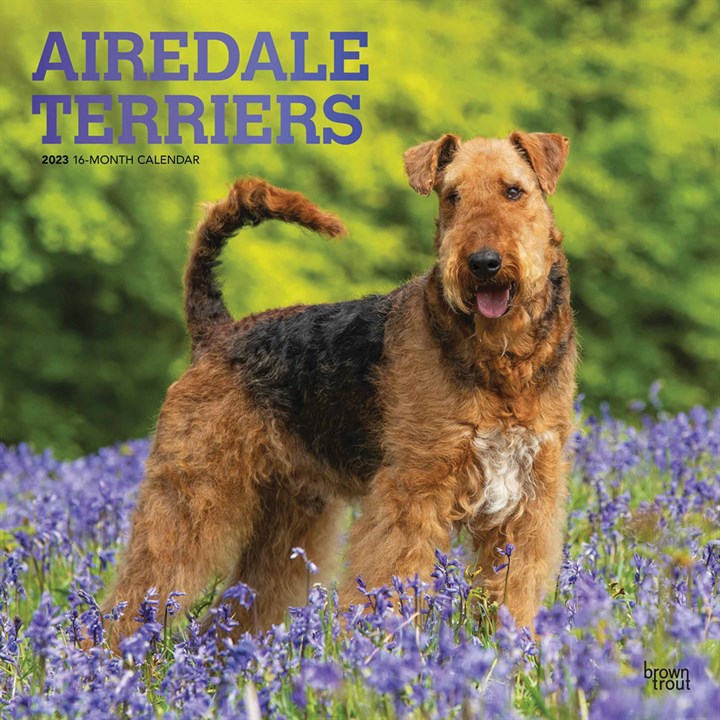 Airedale Terriers Calendar 2023