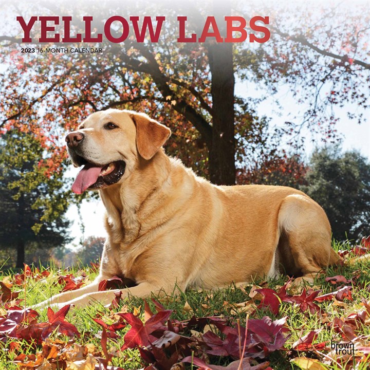 Yellow Labs Calendar 2023