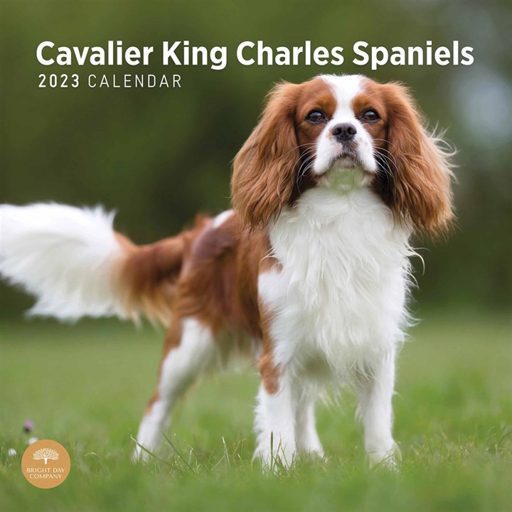 Cavalier King Charles Spaniels Calendar 2023