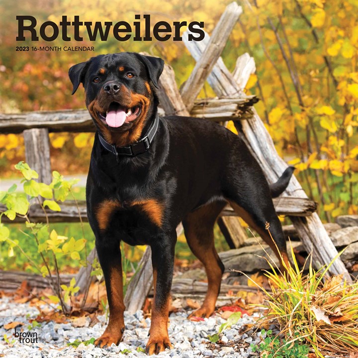 Rottweilers Calendar 2023