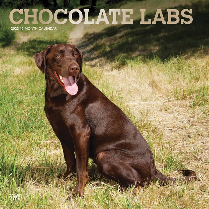Chocolate Labs Calendar 2023