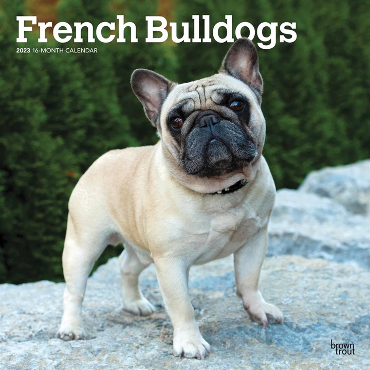 French Bulldogs 2023 Calendars