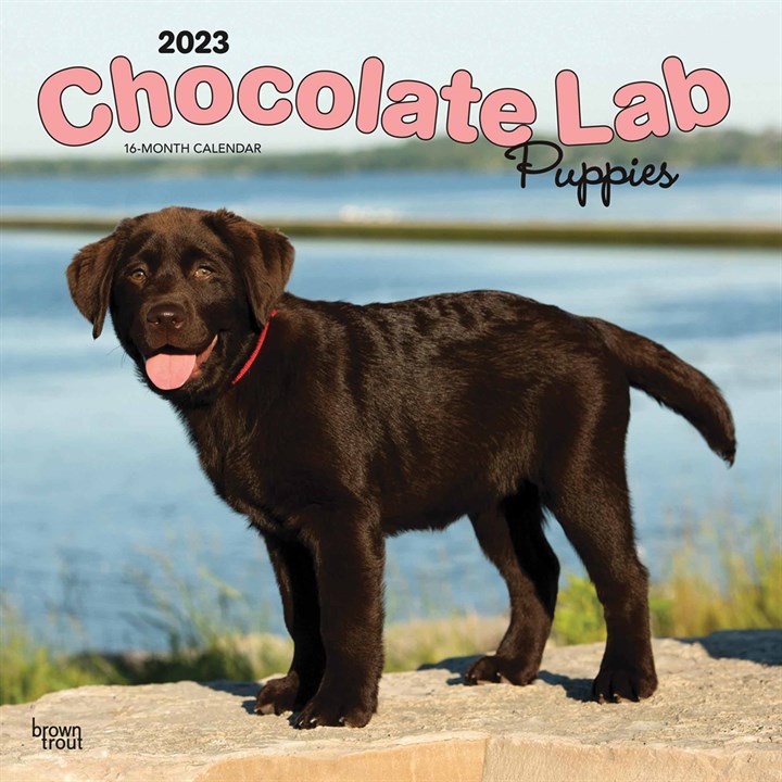 Chocolate Lab Puppies Calendar 2023