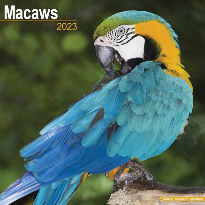 Macaws 2023 Calendars