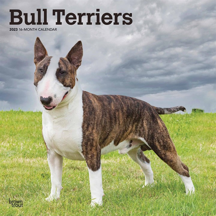 Bull Terriers Calendar 2023