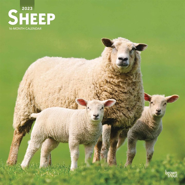 Sheep Calendar 2023