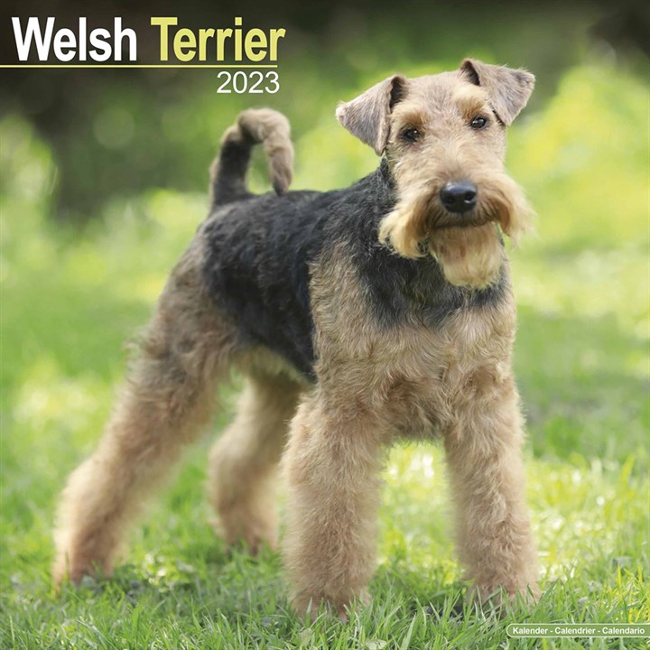 Welsh Terriers Calendar 2023