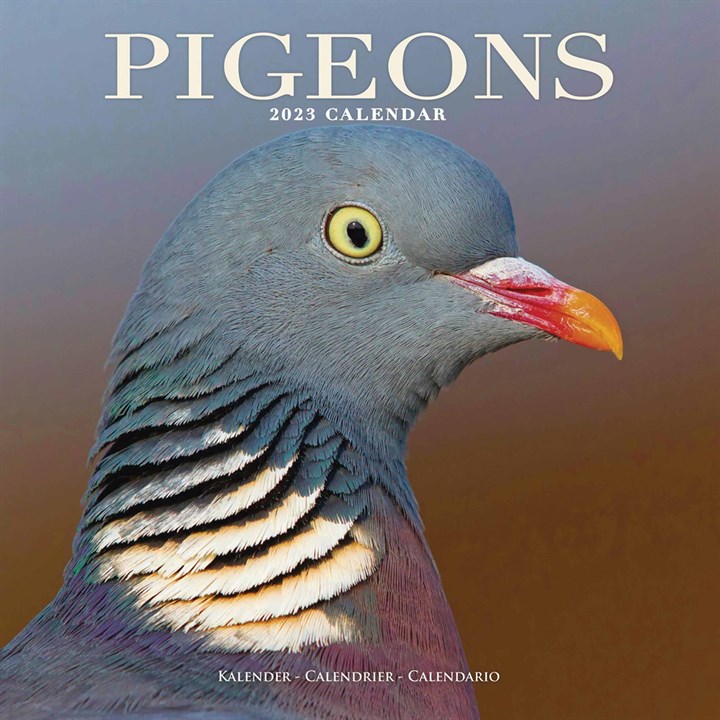 Pigeons 2023 Calendars