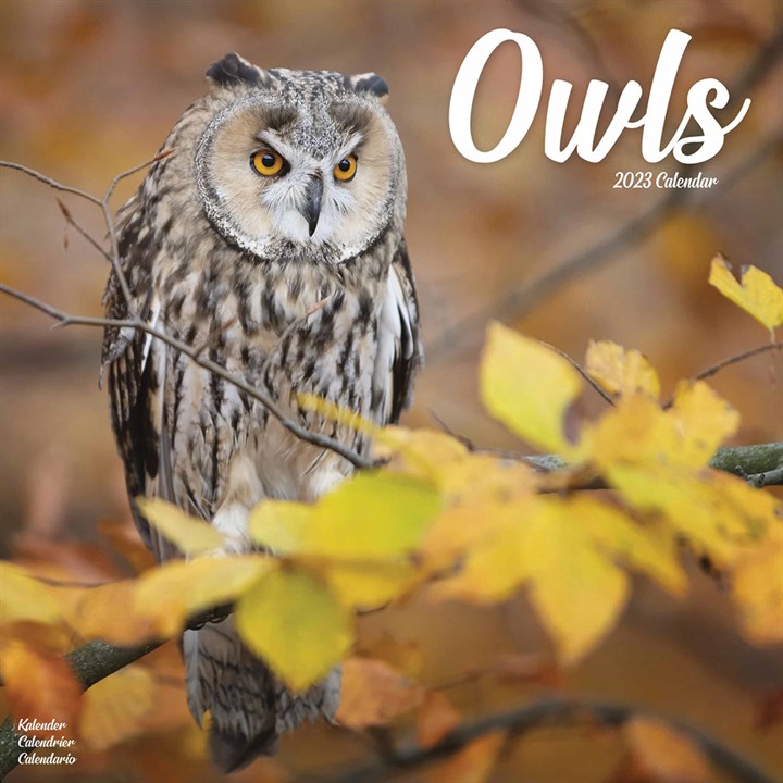 Owls Calendar 2023