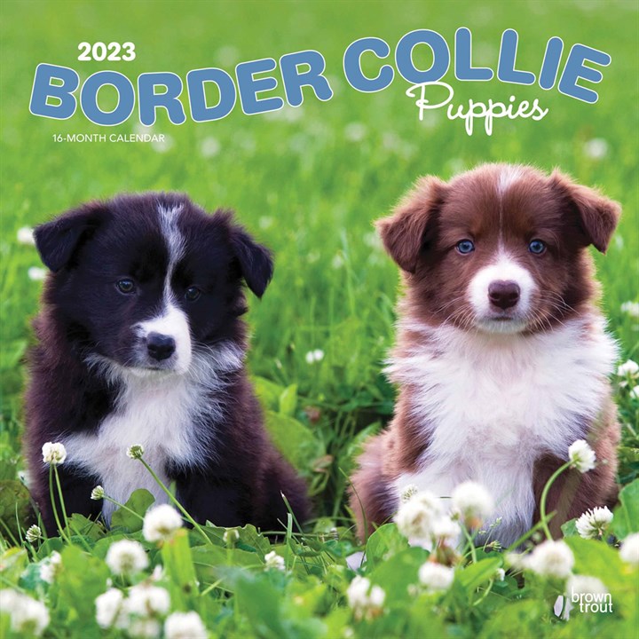 Border Collie Puppies Calendar 2023