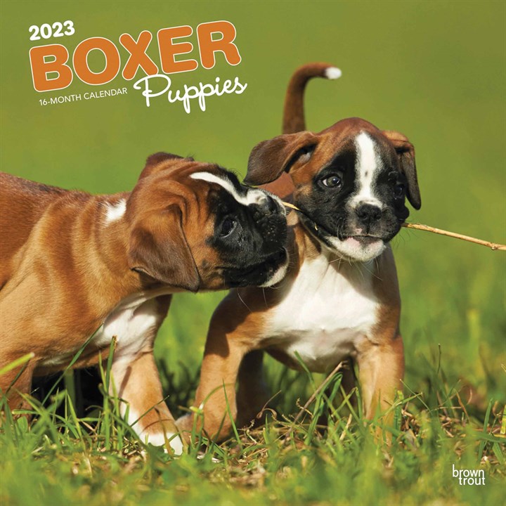 Boxer Puppies Calendar 2023