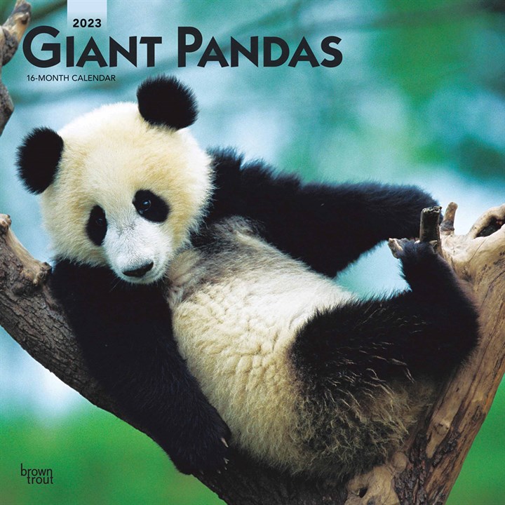 Giant Pandas 2023 Calendars