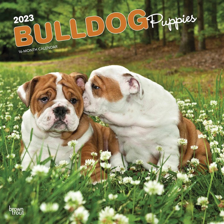 Bulldog Puppies Calendar 2023