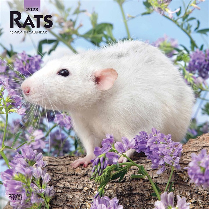 Rats 2023 Calendars