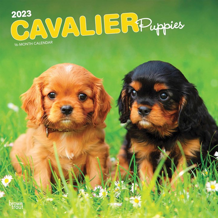 Just Cavalier King Charles Spaniel Puppies Calendar 2023