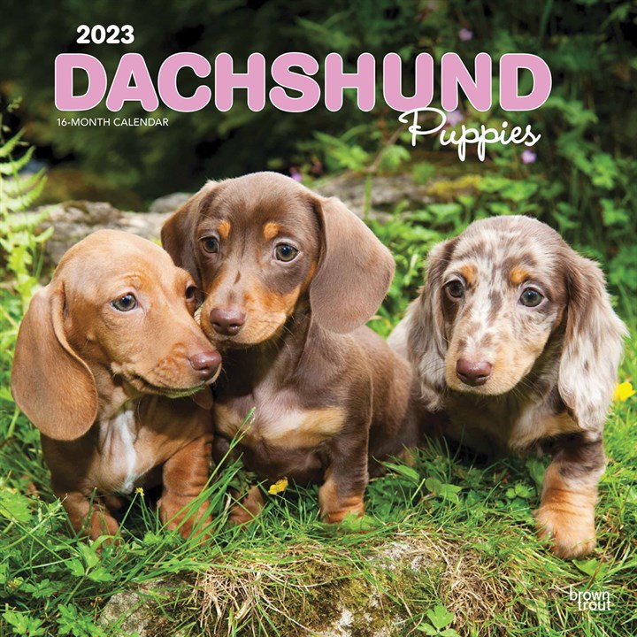 Dachshund Puppies Calendar 2023