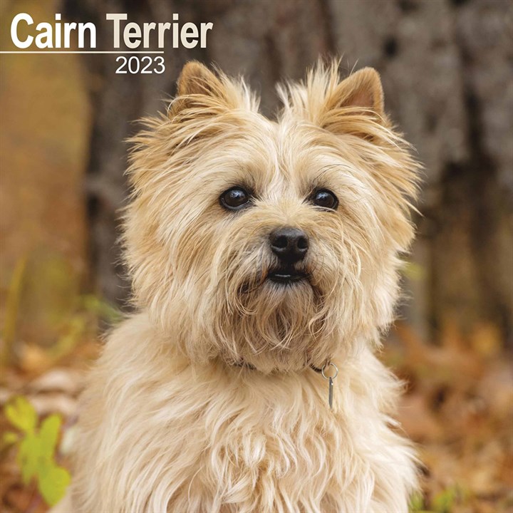 Cairn Terrier Calendar 2023