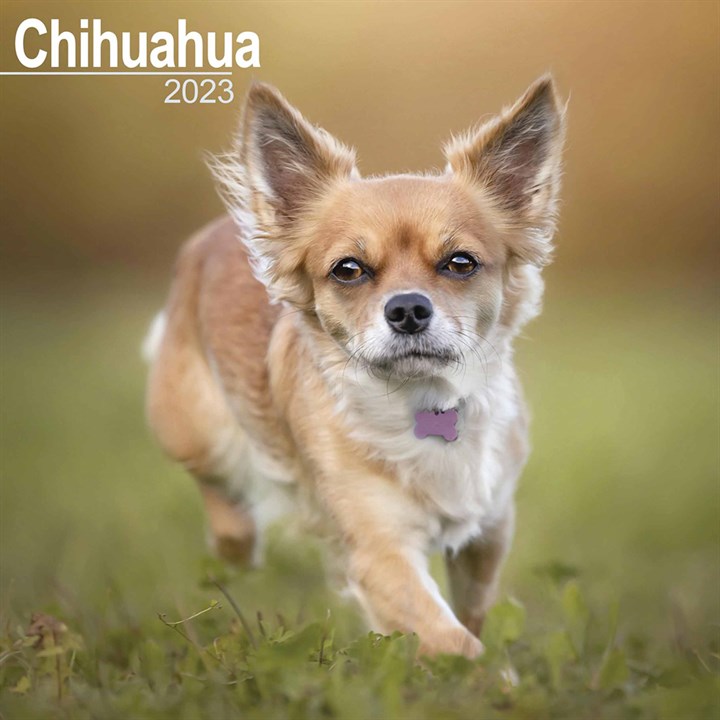 Chihuahua Calendar 2023