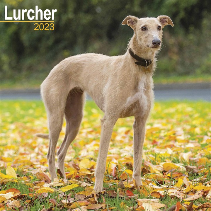 Lurcher Calendar 2023