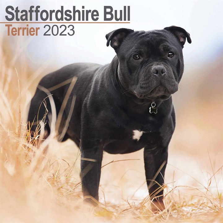 Staffordshire Bull Terrier Calendar 2023