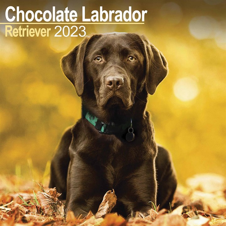 Chocolate Labrador Retriever 2023 Calendars