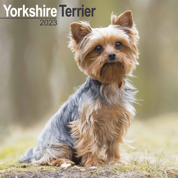Yorkshire Terrier Calendar 2023