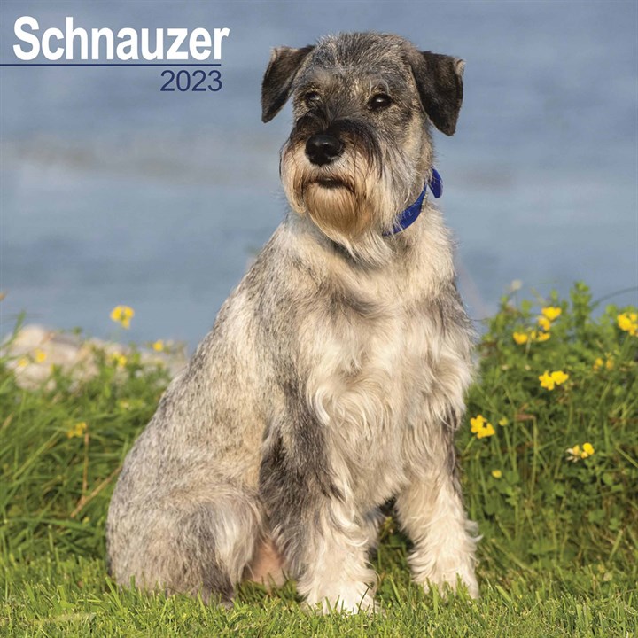 Schnauzer 2023 Calendars