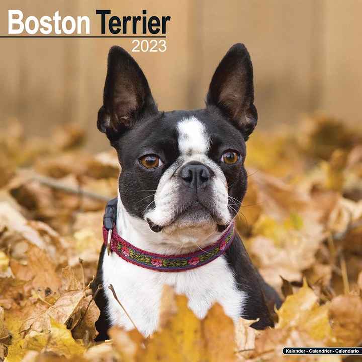 Boston Terrier 2023 Calendars