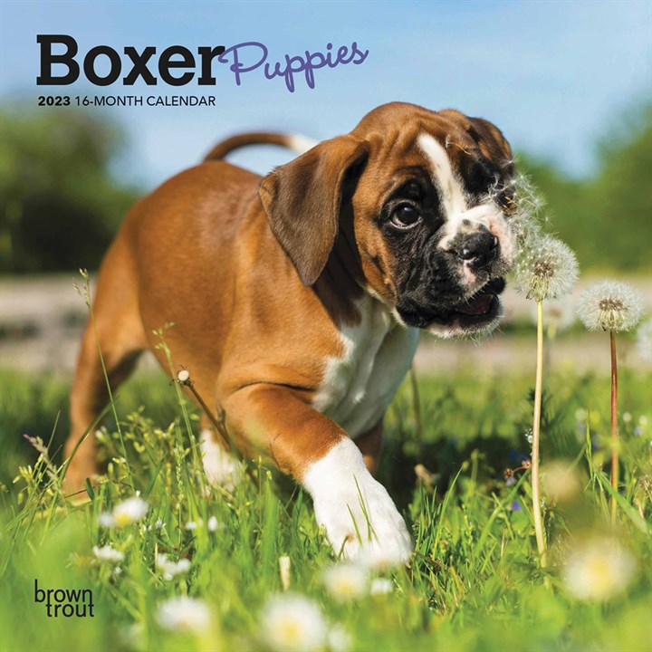 Boxer Puppies Mini 2023 Calendars