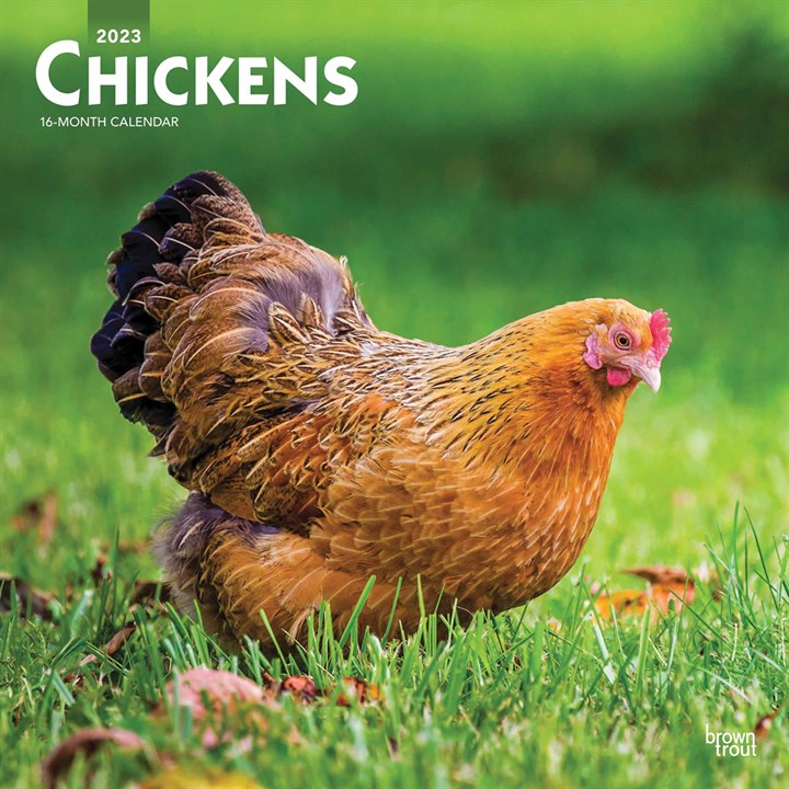 Chickens Calendar 2023