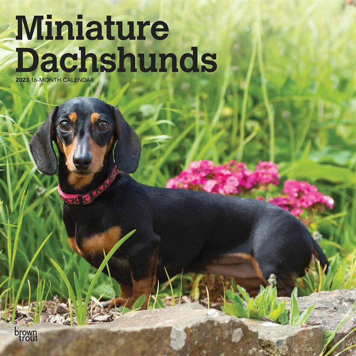 Miniature Dachshunds Calendar 2023