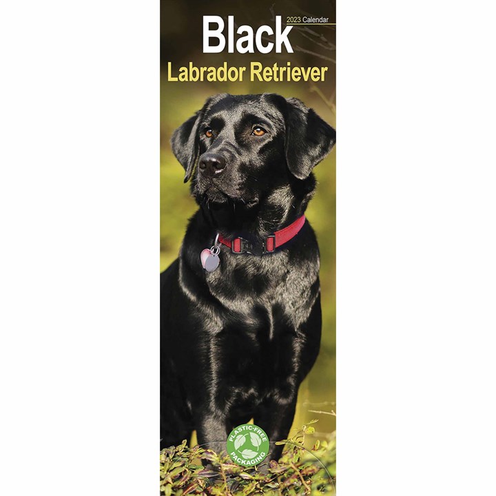 Black Labrador Retriever Slim Calendar 2023