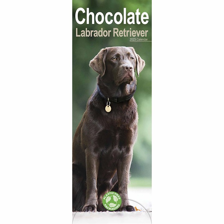Chocolate Labrador Retriever Slim Calendar 2023