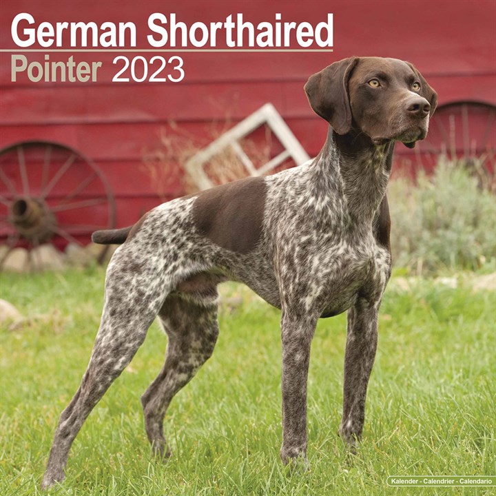 German Shorthaired Pointer Calendar 2023