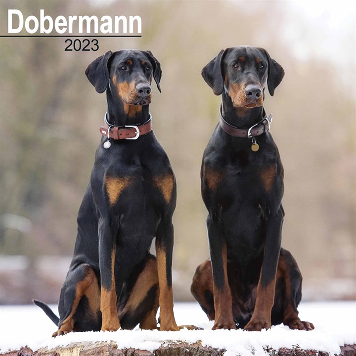 Dobermann Calendar 2023