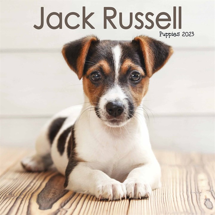 Jack Russell Puppies Mini 2023 Calendars
