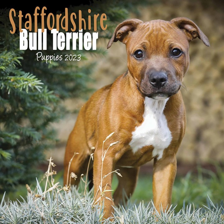 Staffordshire Bull Terrier Puppies Mini Calendar 2023