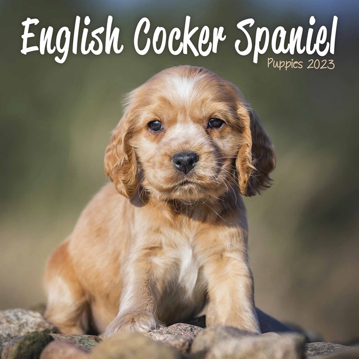 English Cocker Spaniel Puppies Mini Calendar 2023