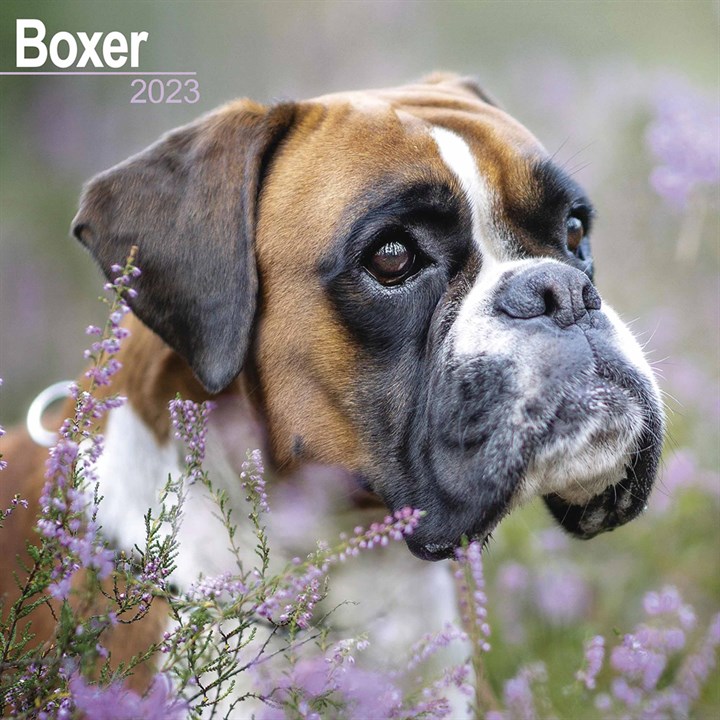 Boxer Calendar 2023